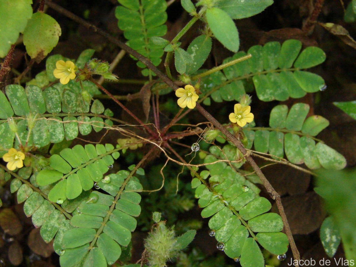 Biophytum reinwardtii (Zucc.) Klotzsch